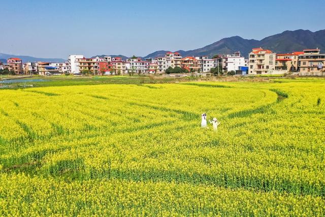 田园 村庄 乡村 春色 春天 油菜花