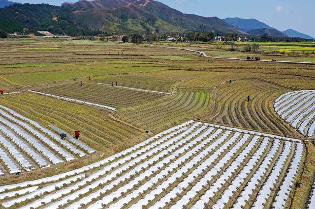 春天、春耕生产、盖膜