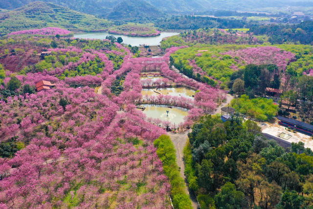 常宁 樱花 樱花园