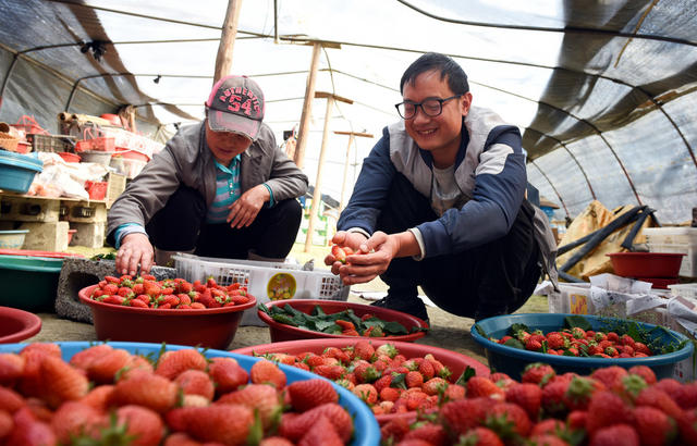 草莓 产业 春日 农民 增收