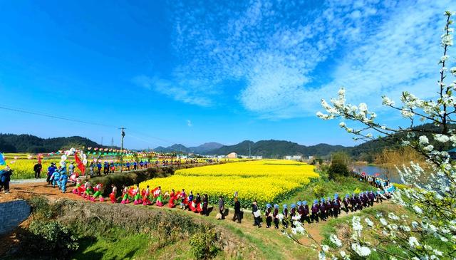 通道    油菜花   赏花    游园