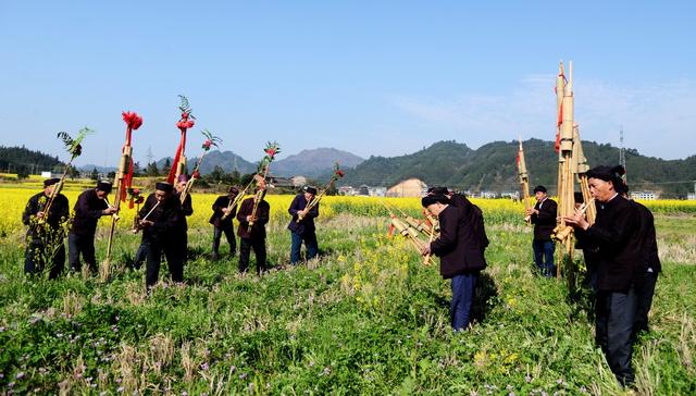 通道    油菜花   赏花    游园