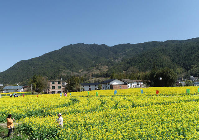 湖南桂东 产业 乡村 美 油菜花