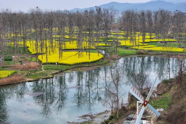 环境、生态、春天、油菜花、旅游