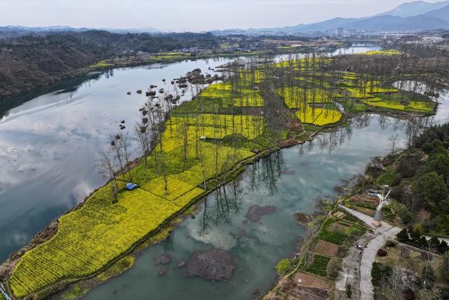 环境、生态、春天、油菜花、旅游
