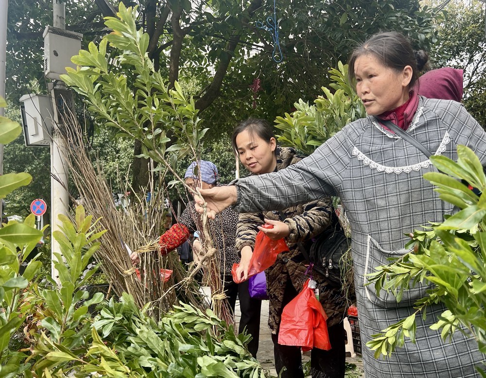 苗木市场购销旺
