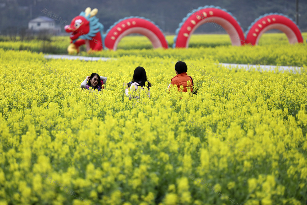 万亩油菜花 春色 美如画 乡村旅游 乡村振兴