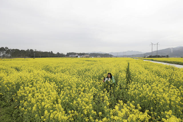 万亩油菜花 春色 美如画 乡村旅游 乡村振兴