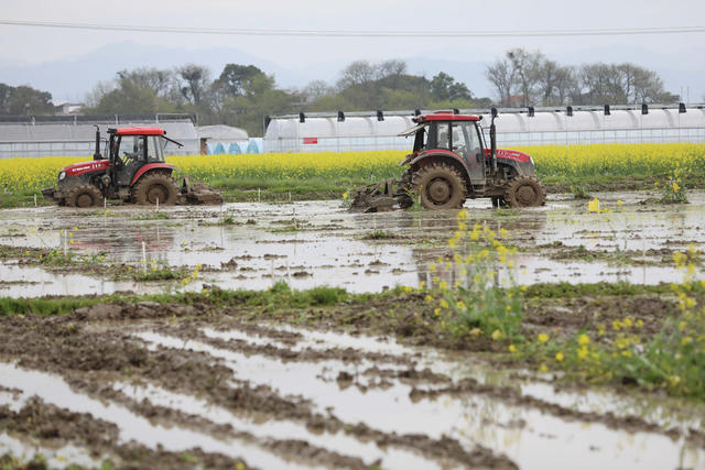 春耕 生产 早稻