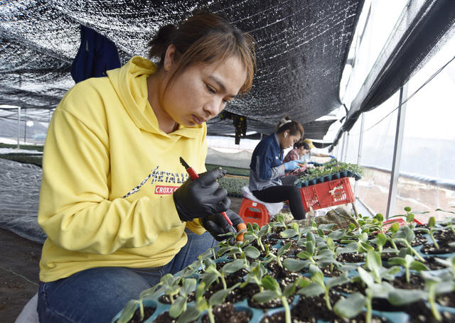 嘉禾：  秧苗培育  助民增收  