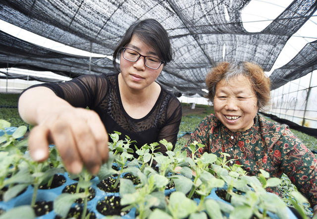 嘉禾：  秧苗培育  助民增收  