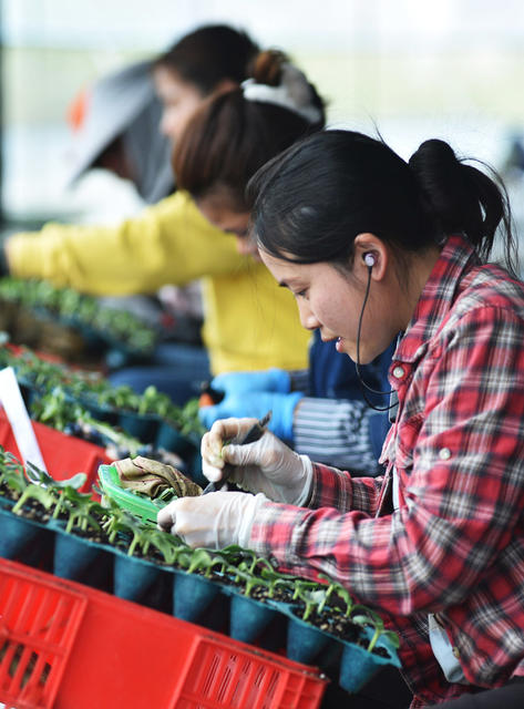 嘉禾：  秧苗培育  助民增收  