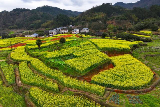 乡村、春天、油菜花、美丽乡村、农业农村