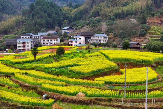 乡村、春天、油菜花、美丽乡村、农业农村