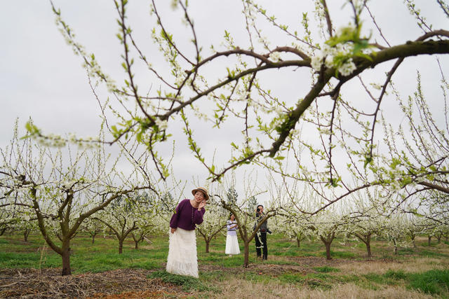 李花  盛开  风景  旅游  自然  景观  景色  田园  果园  李子树