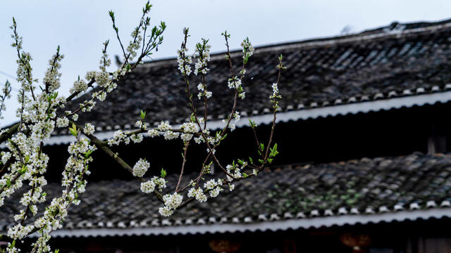 李花  春色  乡村  经济  果木
