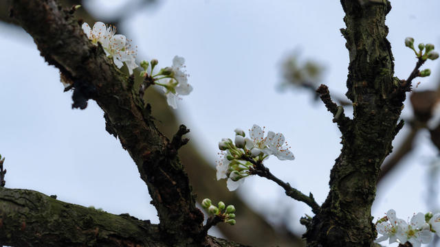 李花  春色  乡村  经济  果木
