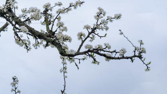 李花  春色  乡村  经济  果木

