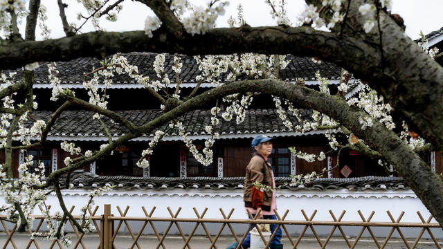 李花  春色  乡村  经济  果木
