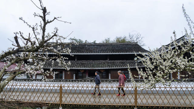 李花  春色  乡村  经济  果木
