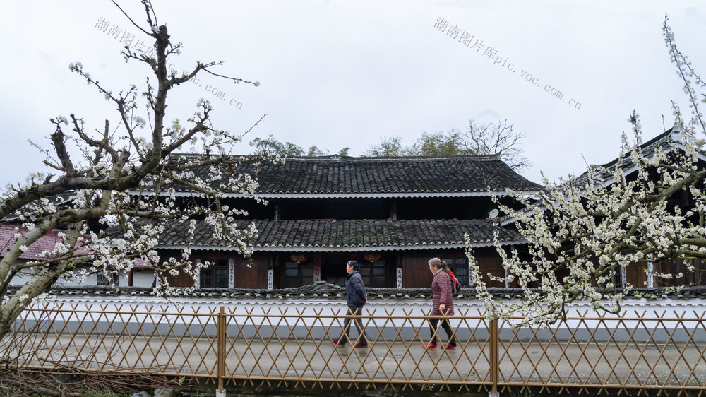 李花  春色  乡村  经济  果木
