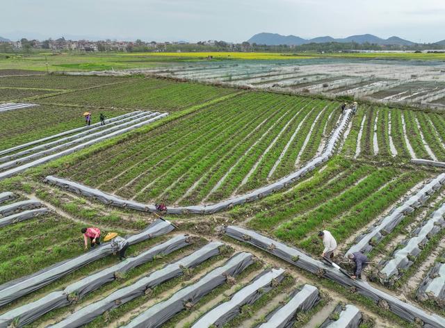 春分
节气
春耕
农事
道县