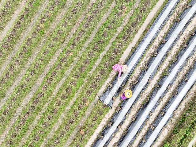春分
节气
春耕
农事
道县