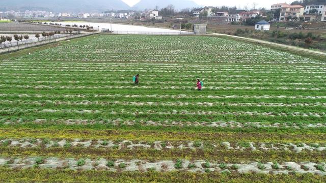 春分 初春 涟源 2024年3月19日，在湖南省涟源市桥头河镇新培村，农民朋友在地里劳作。