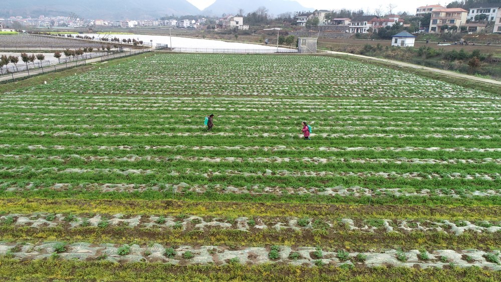 春分 初春 涟源 2024年3月19日，在湖南省涟源市桥头河镇新培村，农民朋友在地里劳作。
