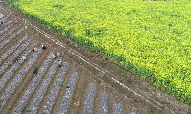 春分 初春 涟源 2024年3月19日，在湖南省涟源市桥头河镇新培村，农民朋友在地里劳作。