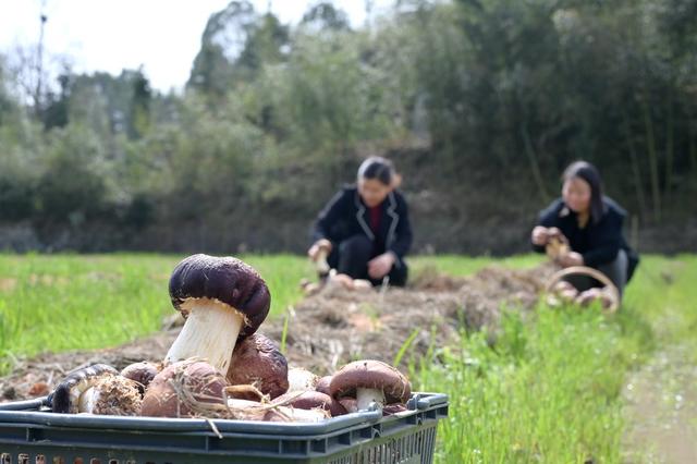 乡村振兴  菌  合作社  赤松茸  基地