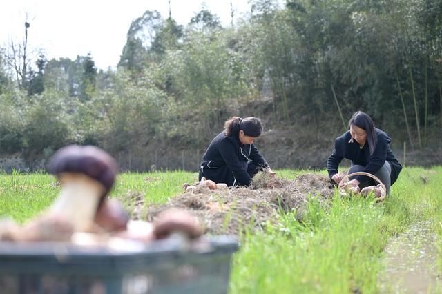 乡村振兴  菌  合作社  赤松茸  基地