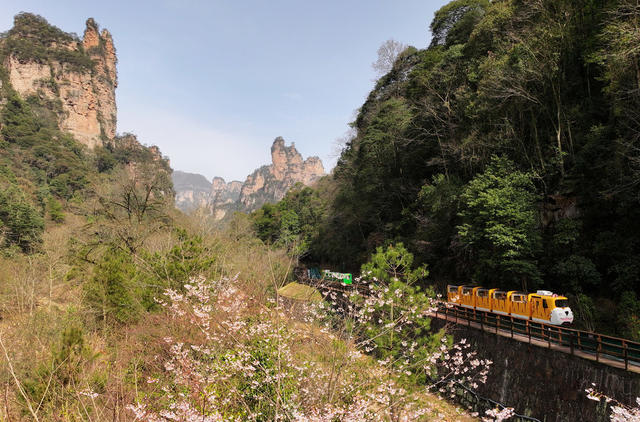春季 旅游 张家界