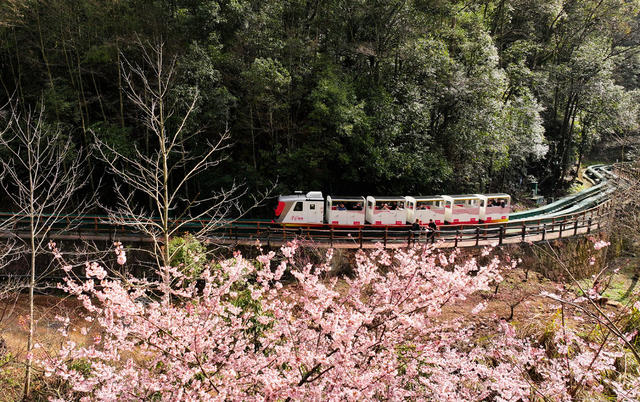 春季 旅游 张家界