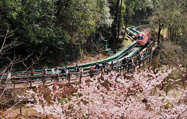 春季 旅游 张家界