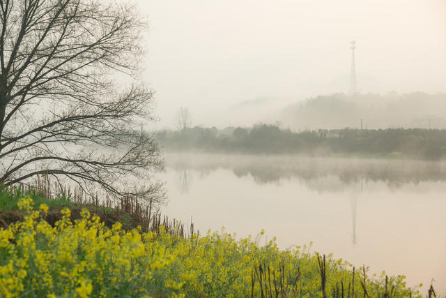 风景  浏阳河  油菜花  花海  晨雾  风景  宁静