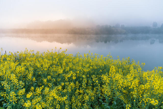 风景  浏阳河  油菜花  花海  晨雾  风景  宁静