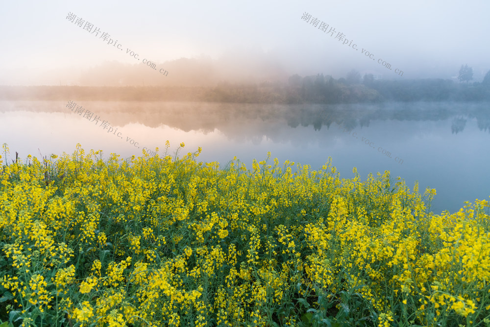 风景  浏阳河  油菜花  花海  晨雾  风景  宁静