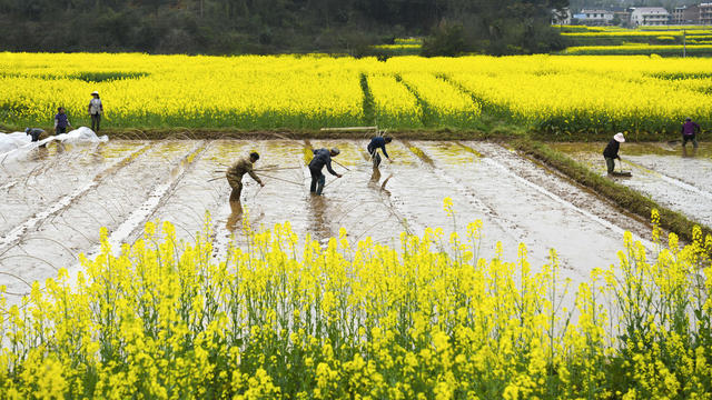 春耕  翻耕稻田  农机 春花 春景  早稻育秧 早稻秧田