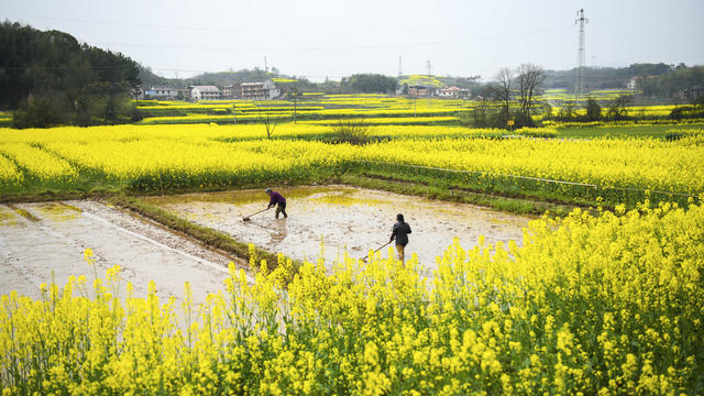 春耕  翻耕稻田  农机 春花 春景  早稻育秧 早稻秧田