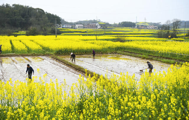 春耕  翻耕稻田  农机 春花 春景  早稻育秧 早稻秧田