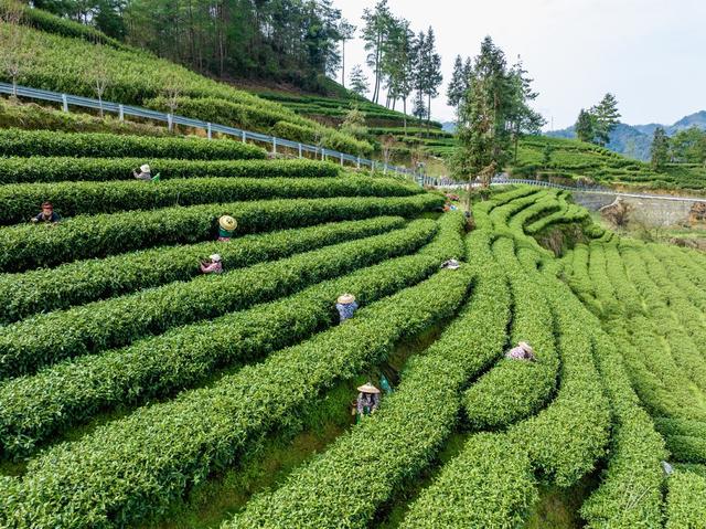 春茶 湘西黄金茶 隘口村 采茶 春分 乡村振兴