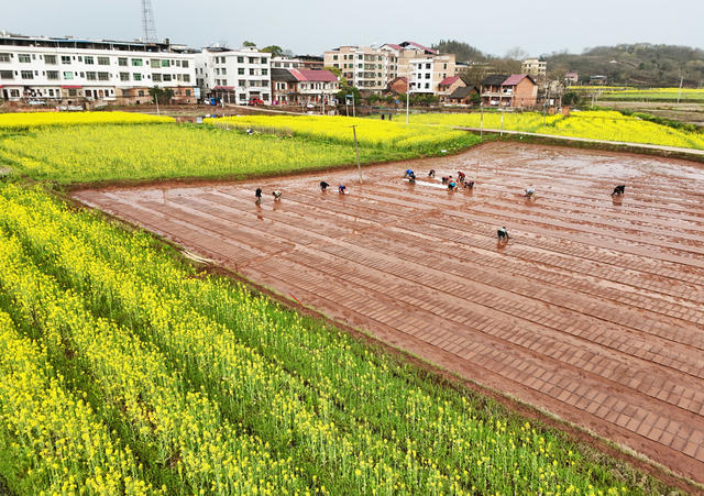 春耕  生产 田间 地头 育秧  春播 春管  三农  油菜花  花香伴春耕