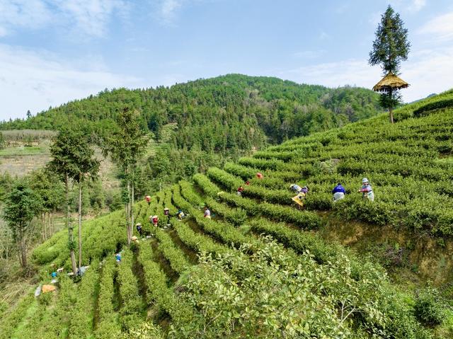 春茶 湘西黄金茶 隘口村 采茶 春分 乡村振兴