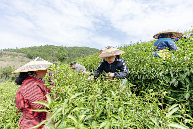 春茶 湘西黄金茶 隘口村 采茶 春分 乡村振兴