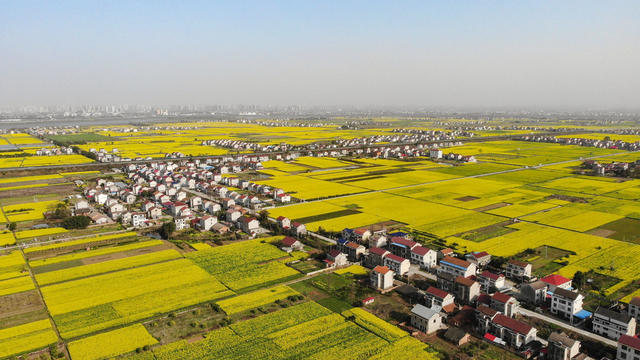  A New Picture of Rape Flower Countryside Beautiful Golden Flower Sea