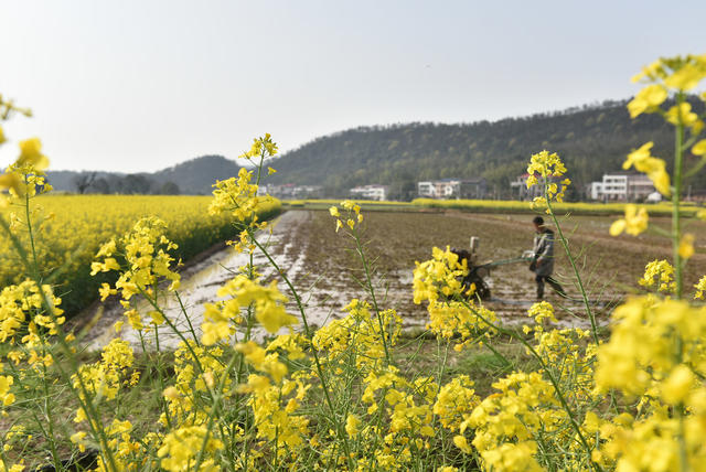 春分 春耕 早稻 播种 