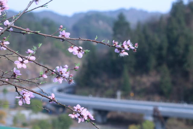 春天 磁悬浮 赏花 踏青 花 桃花 工程 游客 文旅 