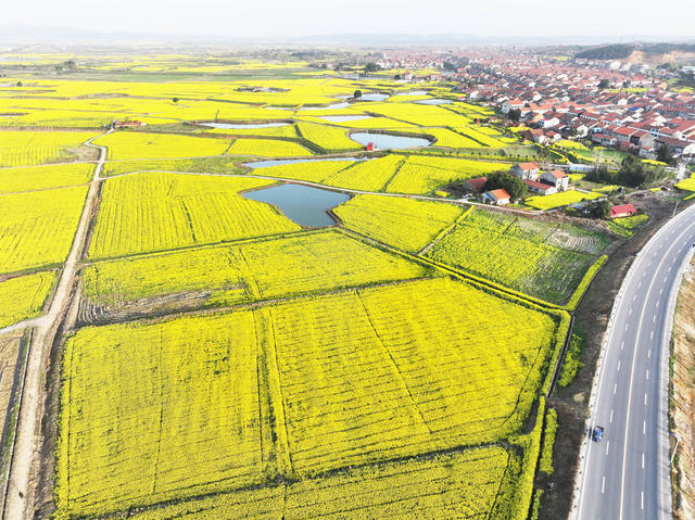 农业  高标准农田  冬季农业  油菜  田园风景