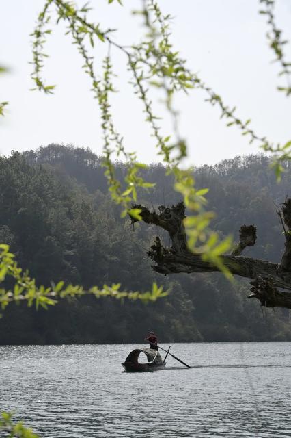 春光  自然  河流  柳树  环境  船  油菜花